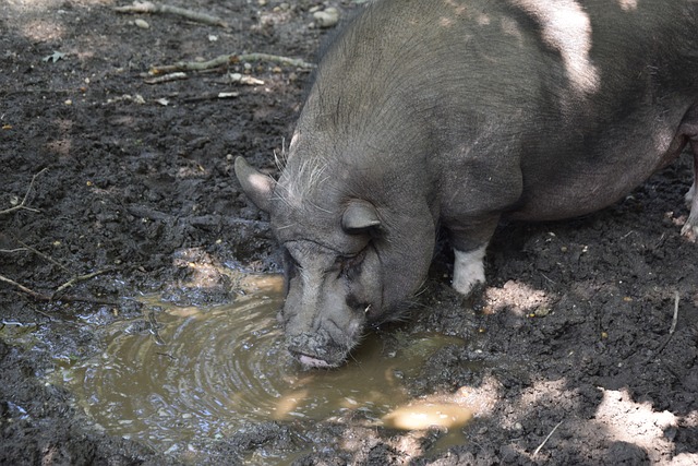 吴兴涵梅开 吴兴涵梅开