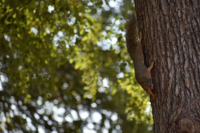 行技术的比 行技术的比